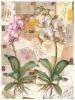  303 Paper for Decoupage 50x70 cm., orchid