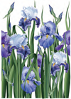  93 Paper for Decoupage 50x70 cm., Iris